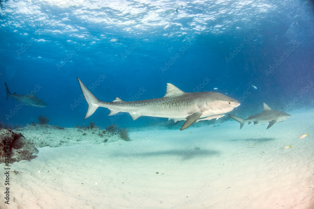 Fototapeta premium Tiger shark at Tigerbeach, Bahamas