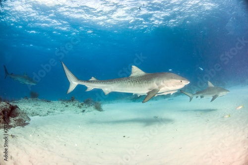 Tiger shark at Tigerbeach  Bahamas