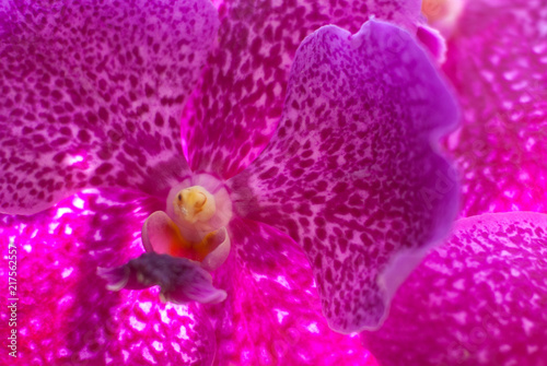 Close up of beautiful flower orchid in garden