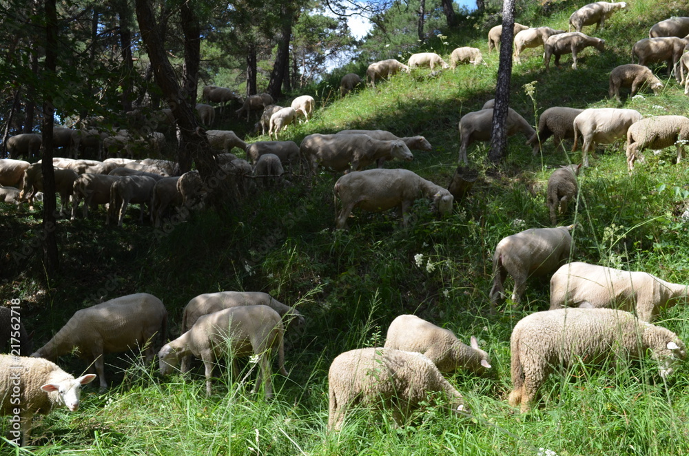 Obraz premium Schafherde auf Waldweide