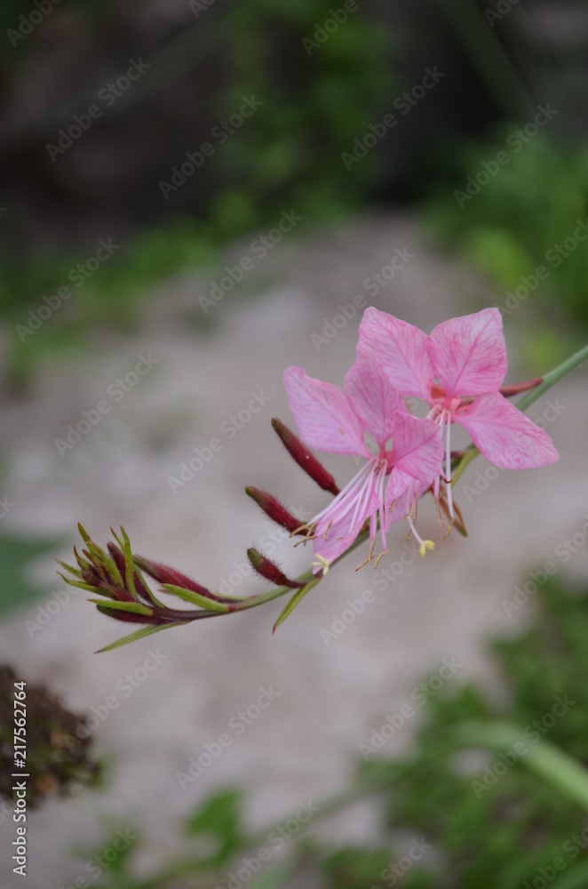 Obraz premium Rosa Blüte vor Sandstein