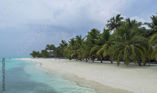 view of palm trees  maldives