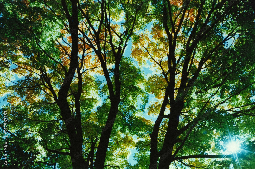 Obraz premium Sunbeams through the trees
