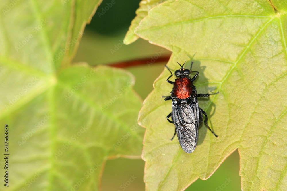 Naklejka premium Waffenfliege