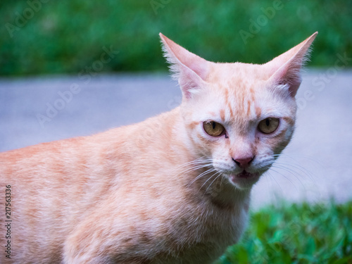 evil cat on the lawn