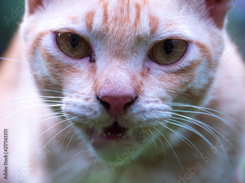 muzzle of a cat