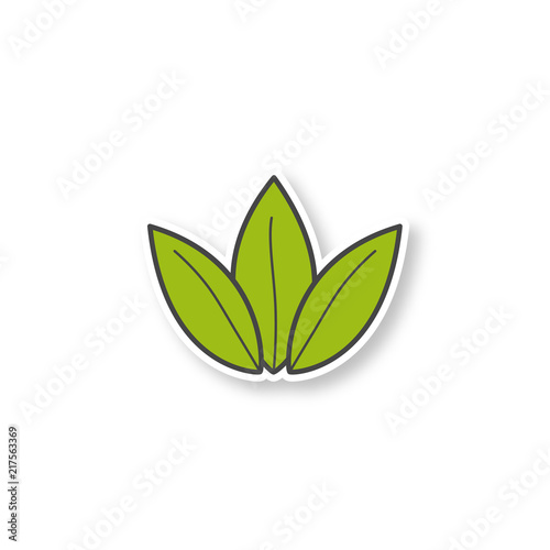 Green tea leaf patch
