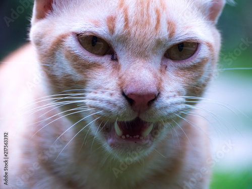  the cat rocks
