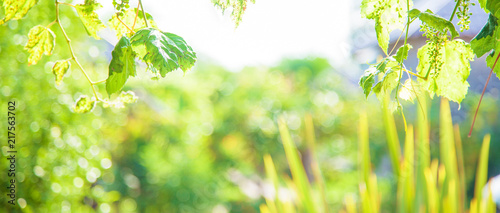 background with green leaf with bokeh and sunlight