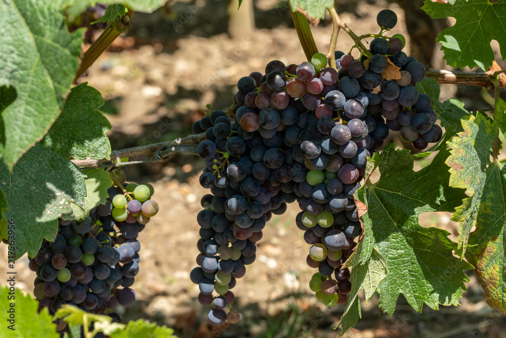 MEDOC (Gironde, France), vignoble de Margaux