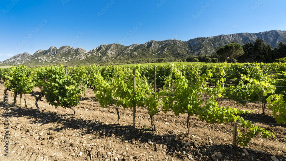 Vineyard in the Les Alpilles Region in St. Remy de Provence. Buches du Rhone, Provence, France..