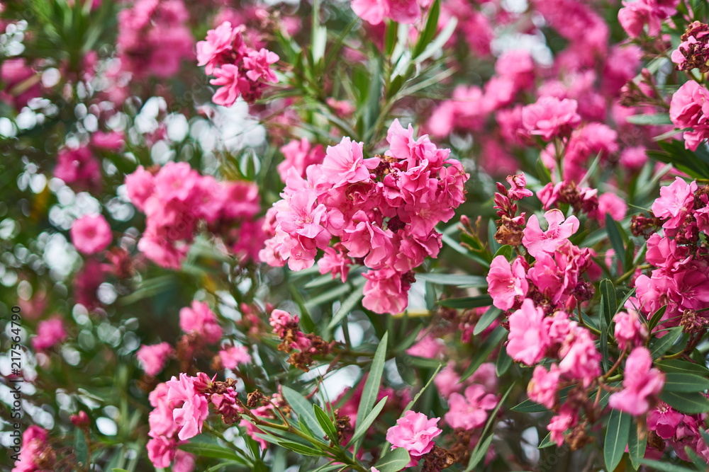 Oleander flowers blooming in summer, Jeju island, South Korea, Asia