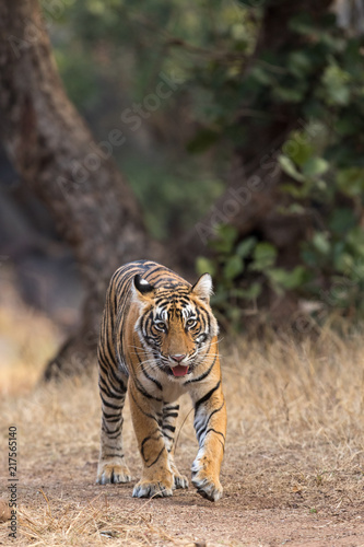 Tiger Head-on From Ranthambore Tiger Reserve Rajasthan India