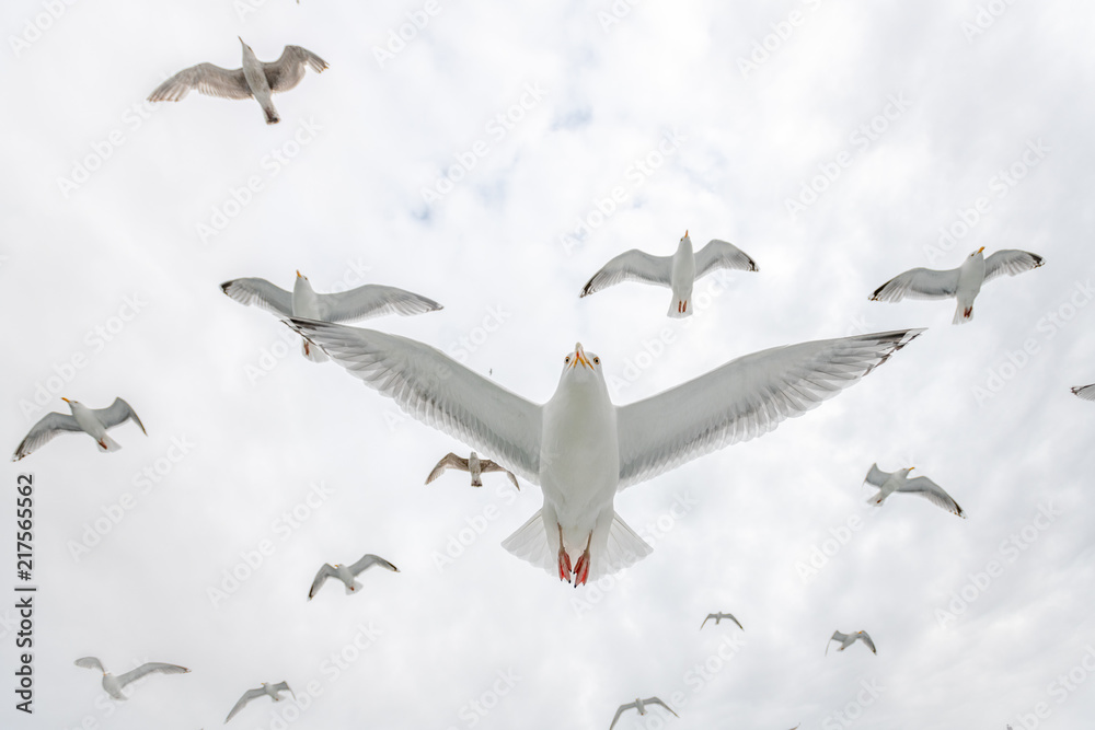 Obraz premium Norwegian Seagulls in air