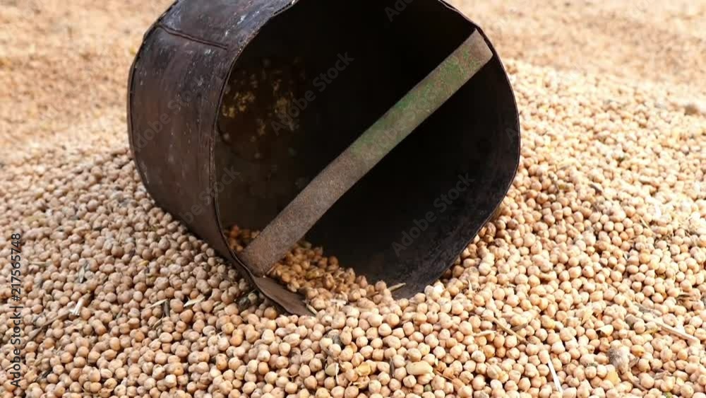 harvested dry chickpeas,dry chickpeas are being prepared for marketing,
harvested dry chickpeas,dry chickpeas are being prepared for marketing,