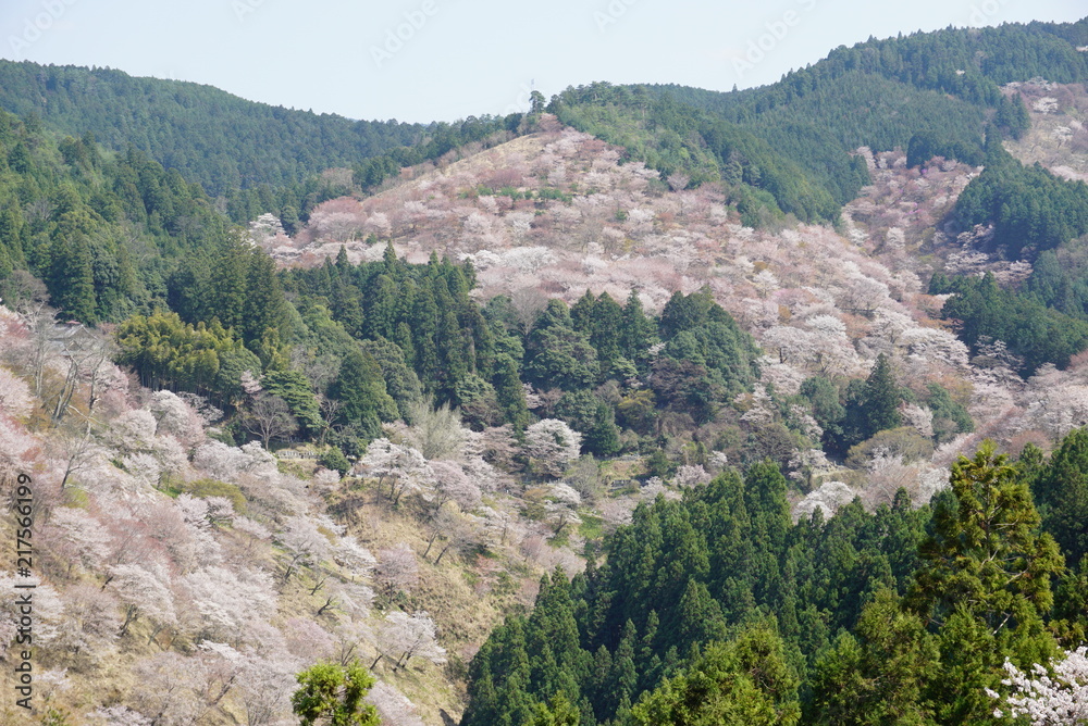 Fototapeta premium 吉野山の桜