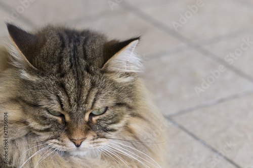 Pretty long haired cat in a garden. Hypoallergenic pet of livestock, siberian breed brown color male