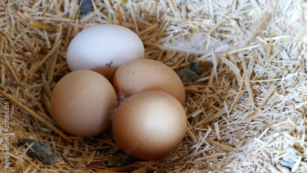 natural organic chicken eggs, in the coop
natural organic chicken eggs, in the coop