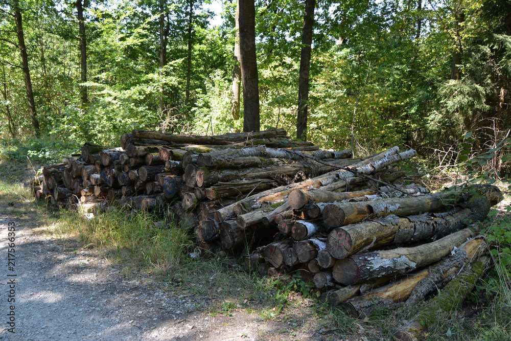 Waldspaziergang Waldspaziergang