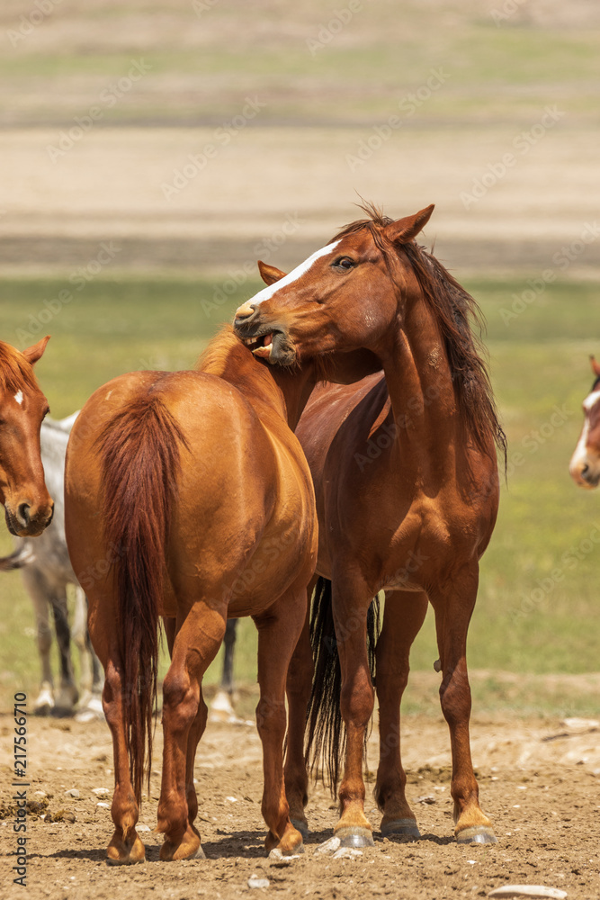 Wild Horses in Utah in Summer