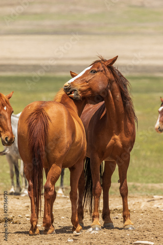 Wild Horses in Utah in Summer