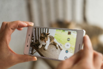  take a picture of a cat