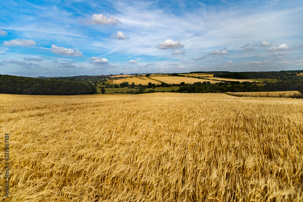 Wide angle shot of ripening ears of yellow wheat field on the Cotswolds hills in England with blue dramatic sky.