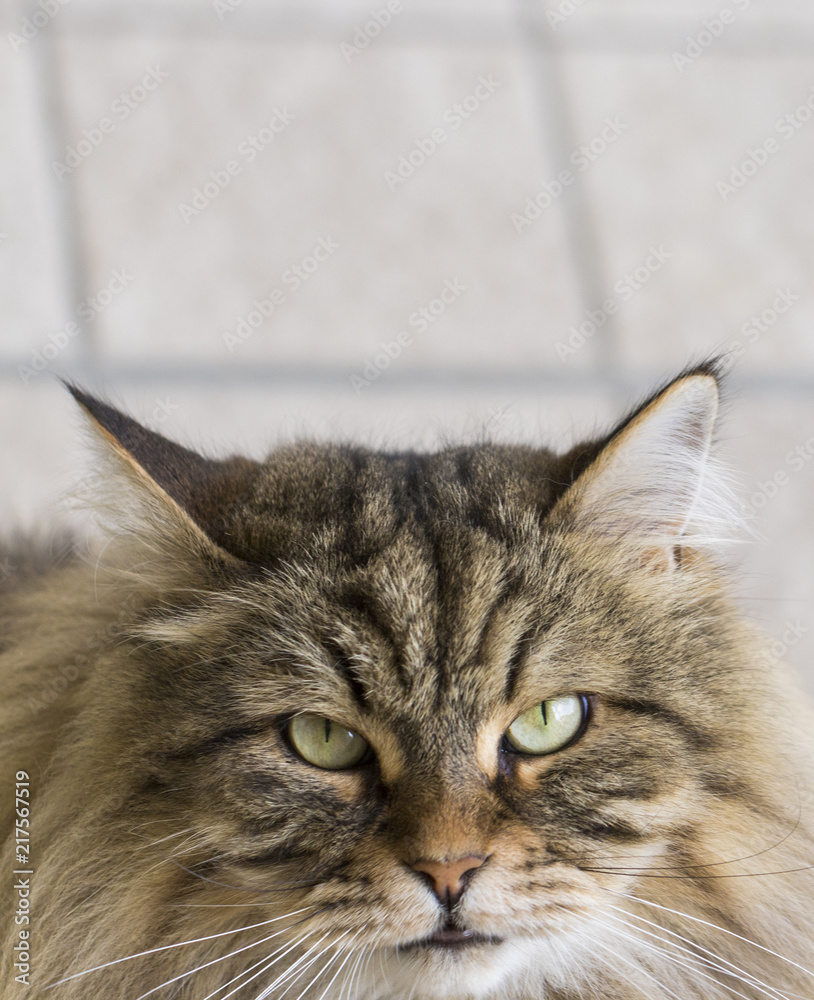 Fototapeta premium Cute long haired cat in a garden. Hypoallergenic pet of livestock, siberian breed brown color male
