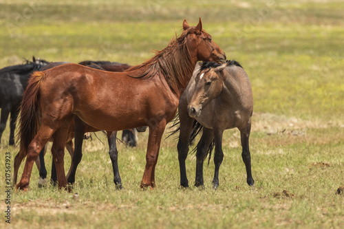 Wild Horses in Utah in Summer © natureguy