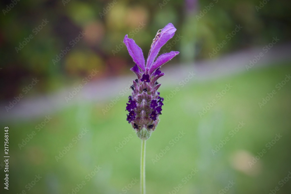 lavanda lavanda
