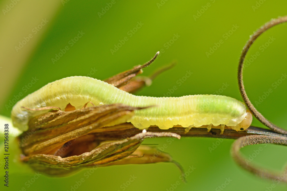 Beautiful caterpillar crawling on a twig. Beautiful caterpillar crawling on a twig.