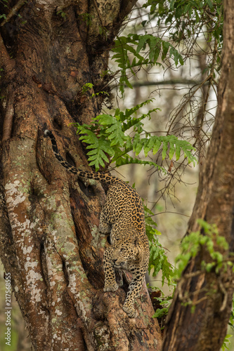 Leopard Descending A Tree Nagarhole National Park Karnataka India