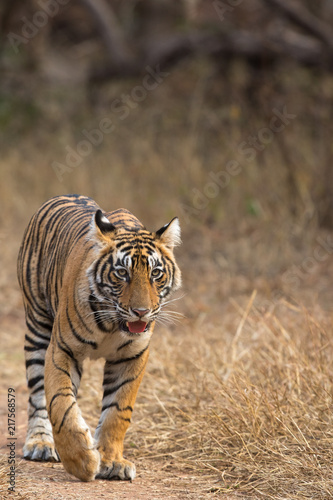 Tiger Swag Ranthambore Tiger Reserve Rajasthan