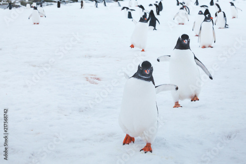 cute funny gentoo penguins running on snow to the camera, curious birds in Antarctica, enthusiasm concept