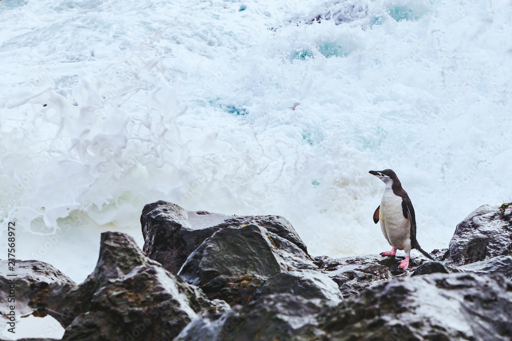 Fototapeta premium brave chinstrap penguin in Antarctica