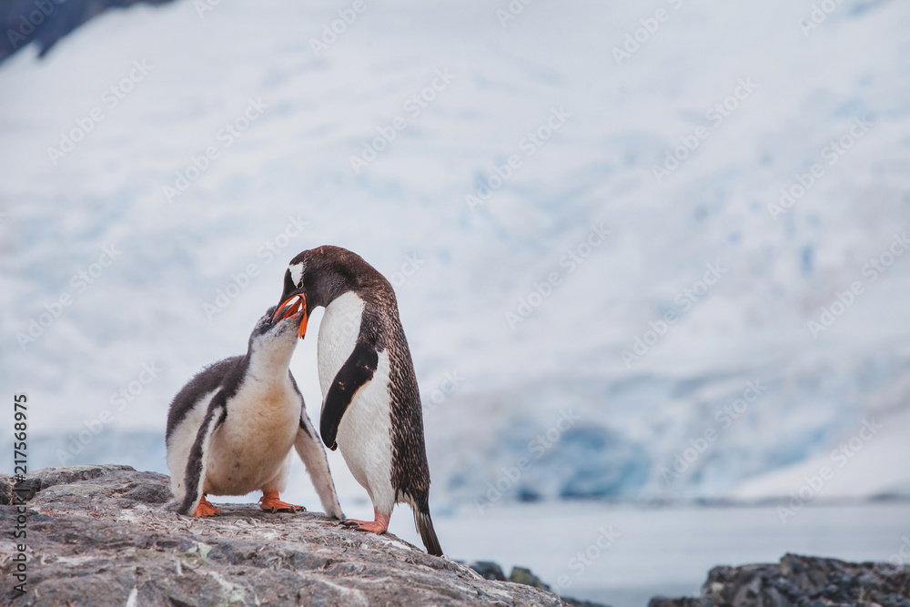 Naklejka premium pingwin białobrewy karmiący swoje dziecko szykiem na Antarktydzie