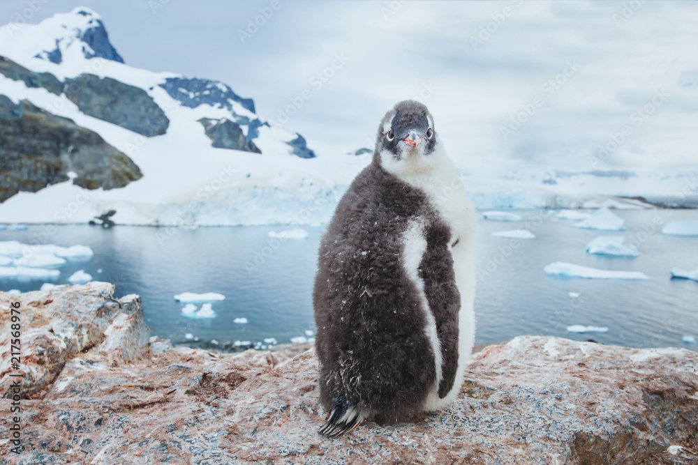 Fototapeta premium gentoo penguin chic na antarktydzie, ciekawy zabawny ptak portret dziecka patrząc na kamery, przyrody antarktyki