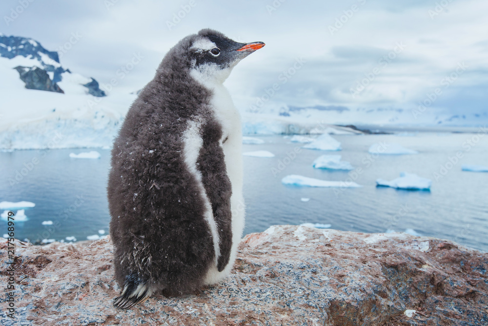Fototapeta premium gentoo penguin in Antarctica, antarctic nature wildlife landscape
