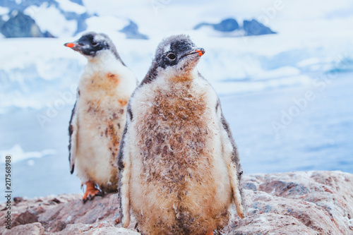 cute dirty penguin chics in Antarctica