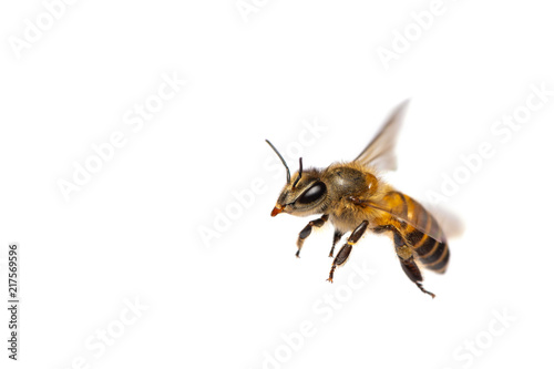 Fotografering A close up of flying bee isolated on white background