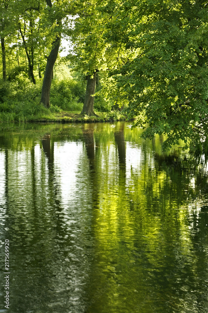 Fototapeta premium Pond in Zwierzyniec. Poland