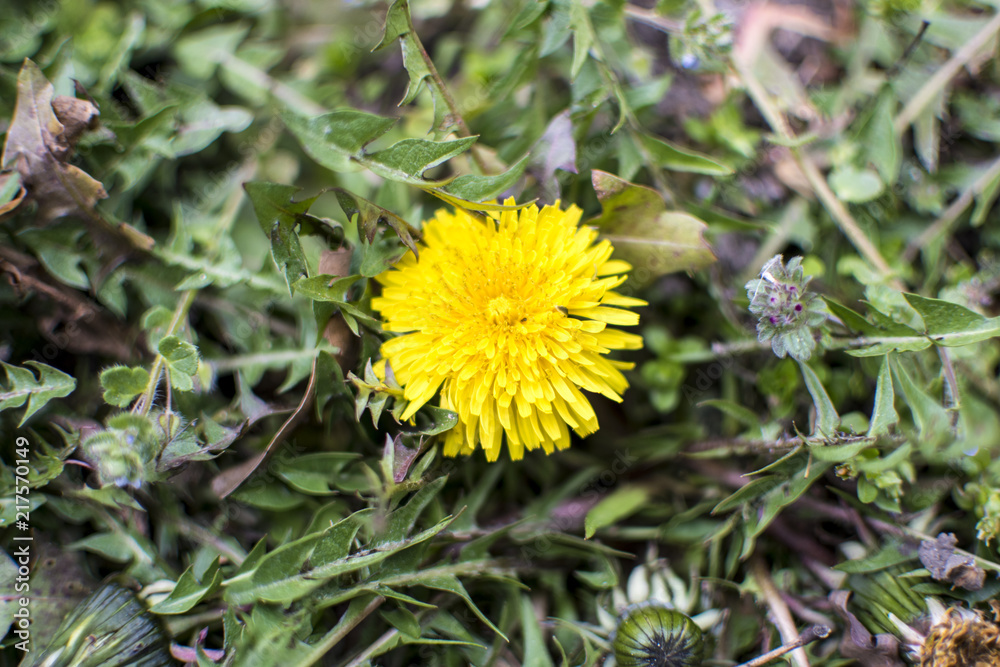 Beautiful yellow flower at the sea garden in Varna city. Beautiful yellow flower at the sea garden in Varna city.