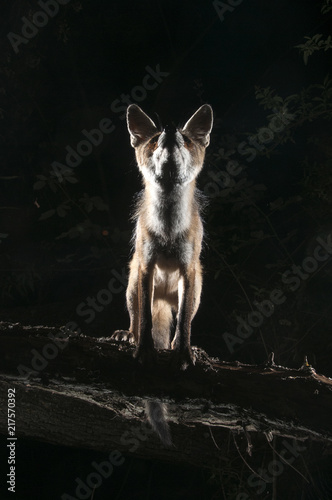 Fox, vulpes vulpes, portrait on top of a log with black background