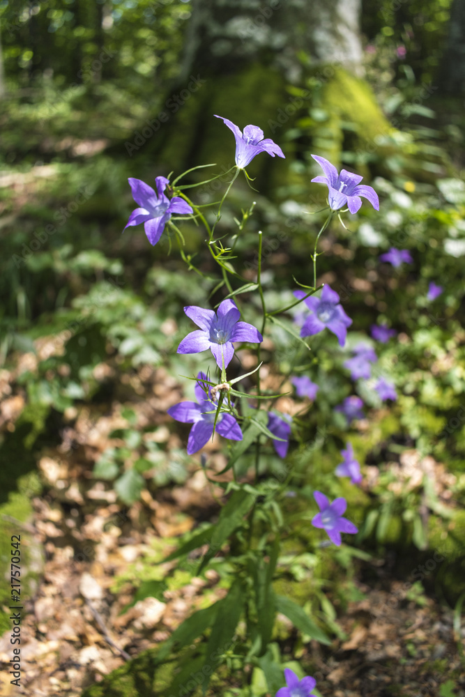 Incredibly beautiful purple flowers - bells in the forest along the way to the Kozya Stena hut. The mountain in the central Balkan astonishes with its beauty, fresh air and magnetism. Incredibly beautiful purple flowers - bells in the forest along the way to the Kozya Stena hut. The mountain in the central Balkan astonishes with its beauty, fresh air and magnetism.