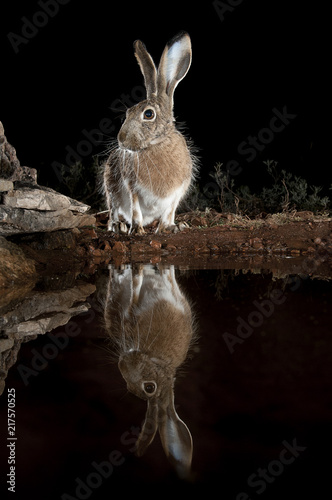 Lepus europaeus, lepus lena granatensis, portrait drinking water with reflection