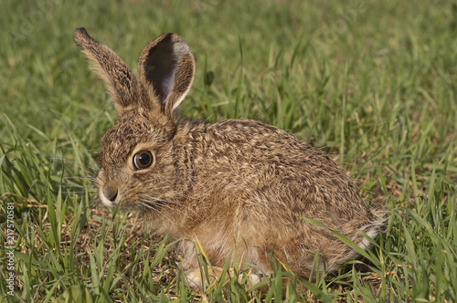 Little baby hare Lepus europaeus, lepus granatensis, portrait