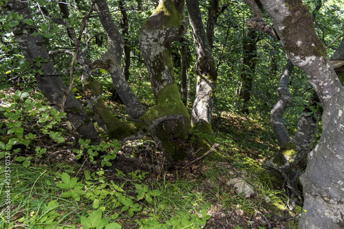 Trees with interesting shapes and formations on their stems and trunks on the way to Kozya stena hut. The mountain in the central Balkan astonishes with its beauty, fresh air and magnetism. photo