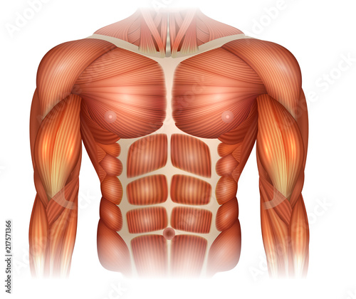 Fotografia Muscles of the human body, torso and arms, beautiful colorful illustration
