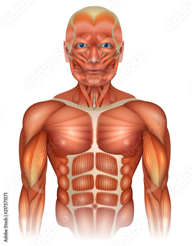 Muscles of the human body, face, torso and arms, beautiful colorful illustration isolated on a white background