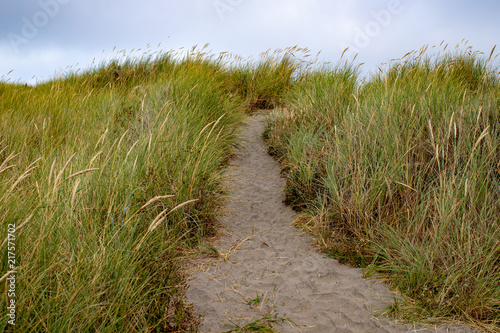 Fototapeta Naklejka Na Ścianę i Meble -  sandy path over the dunes to the pacific ocean in oregon